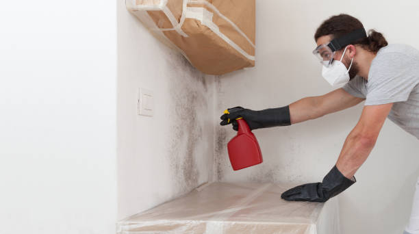 Professional Attic Mold Removal technician working in Carlstadt, NJ