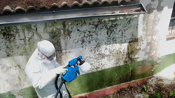 Trusted Mold Remediation service in Carlstadt, NJ - Cheap Mold Removal